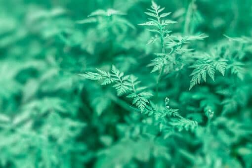 清明节放假2022年放几天