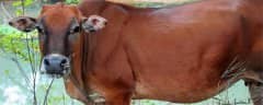ţʲô