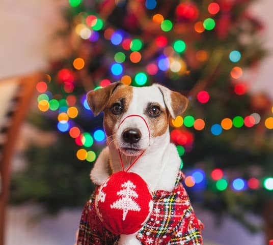 圣诞节对喜欢的人说的话