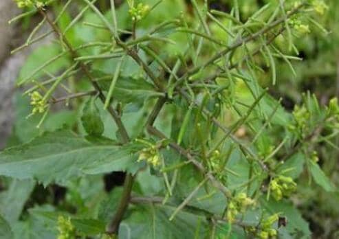 野油菜的功效与作用