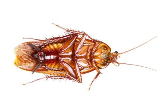 如何避免蟑螂晚上爬床