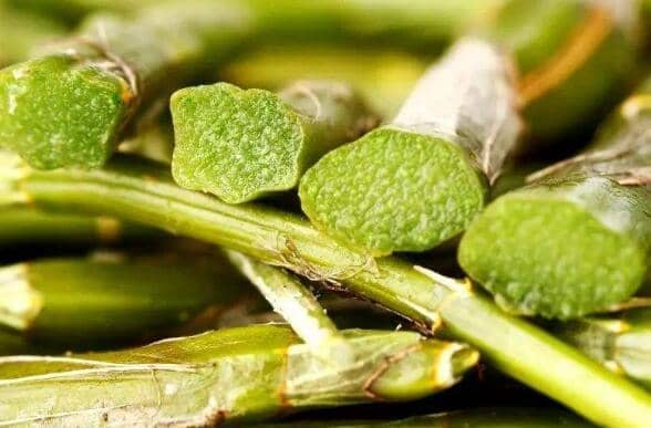 石斛对男人的功效与好处