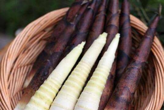 雷笋和春笋的区别