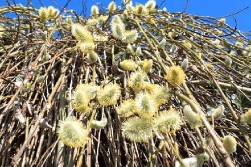 柳絮几月份开始几月份结束