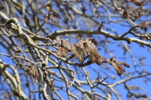 春天飘的是柳絮还是杨絮