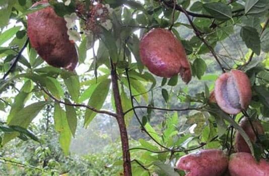 ����ը���Ĺ�Ч������