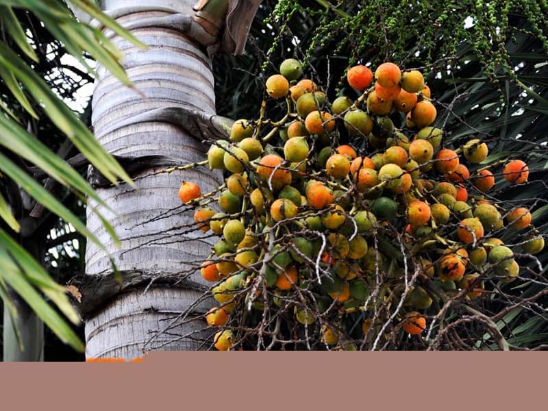 ��ʳ���ƺ����ͻ�������Щ