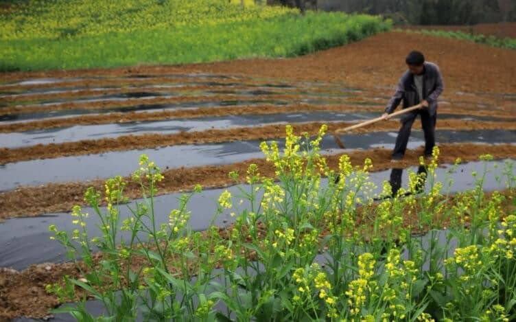 �ļ�ũ������Щ�