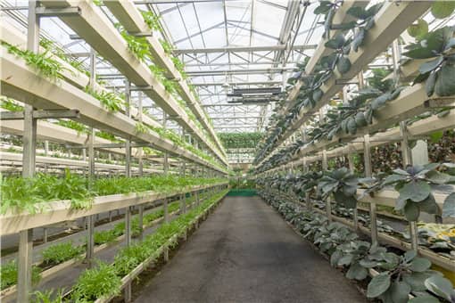 有机农业的困境