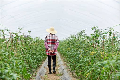 有机农业的出路