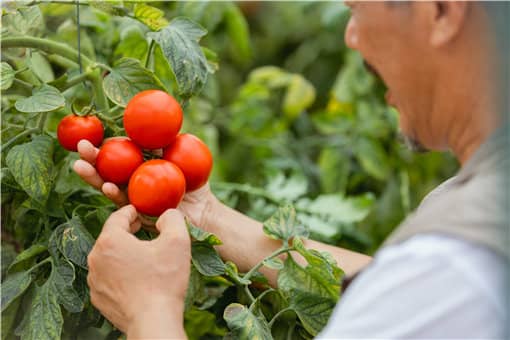 有机农业的发展