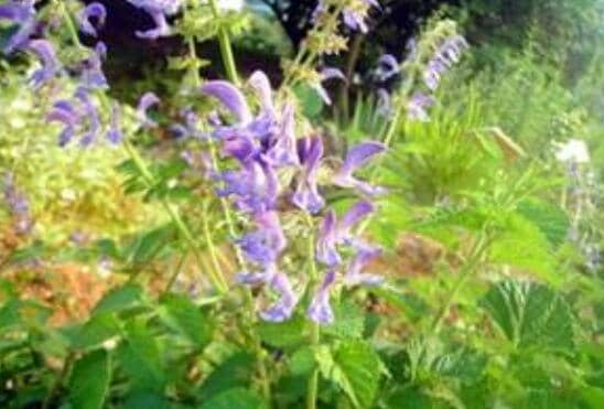 丹参花茶的功效与作用