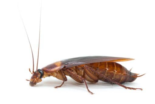 蟑螂爬过的地方怎么处理