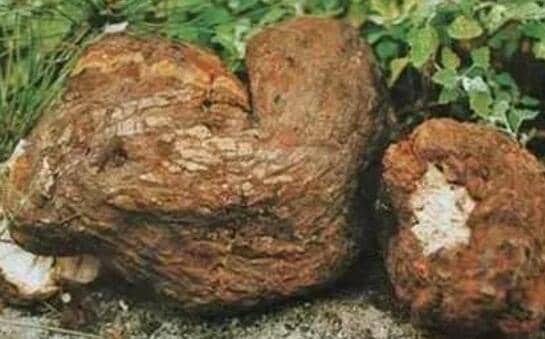 青茯苓的功效与作用是什么