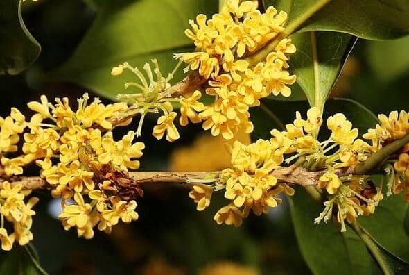 ���߹𻨵Ĺ�Ч������