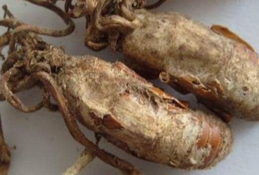 金蝉花哪些人不能吃 金蝉花的最佳服用方法