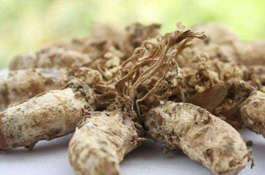 金蝉花哪些人不能吃 金蝉花的最佳服用方法