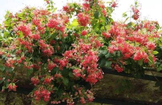 使君子根的功效与作用