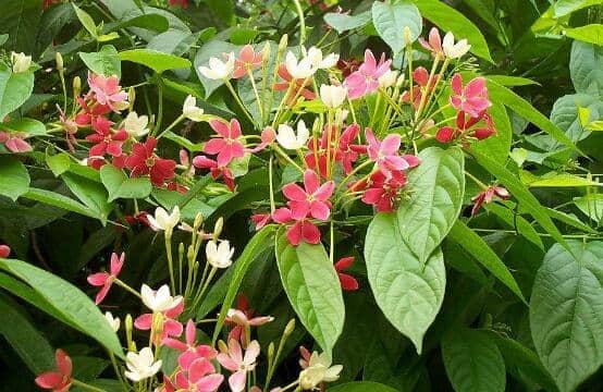 使君子花怎么吃 使君子花的食用方法方式