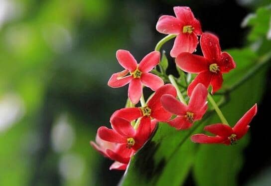 使君子花怎么吃 使君子花的食用方法方式