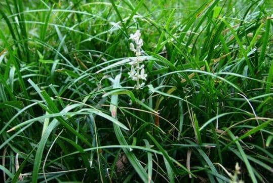 沿阶草和麦冬的区别 如何区分麦冬和沿阶草