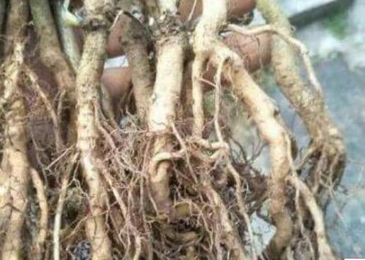 ���¹ϸ��ݾƹ�Ч������