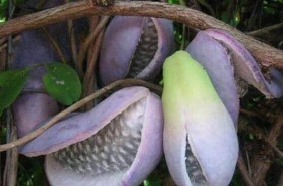 ���¹ϸ��ݾƹ�Ч������