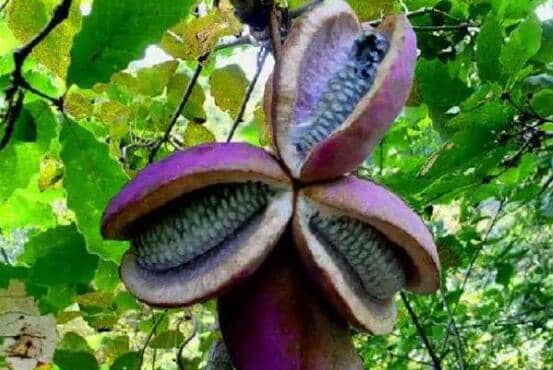 野生八月瓜如何移栽