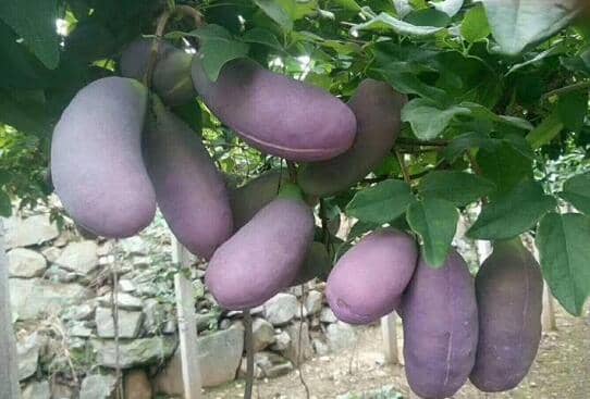 野生八月瓜如何移栽