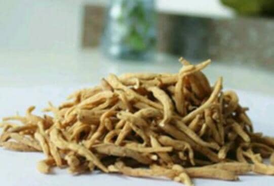 米参的功效与作用 米参的食用方法方式与禁忌有哪些