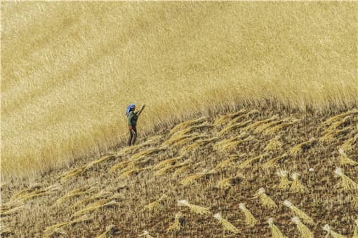 小麦什么时候收割