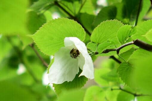 中国鸽子树指的是-湖南省林业局官网截图