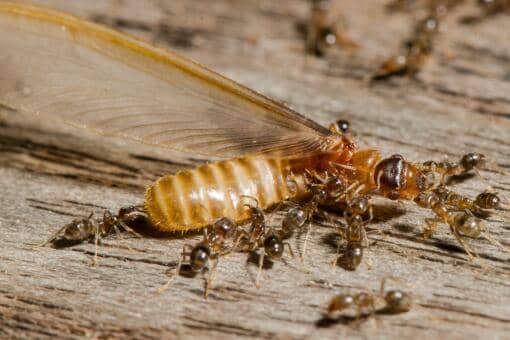 为什么国家不灭红火蚁