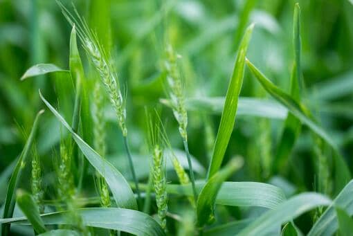 小麦补贴多少钱一亩2022