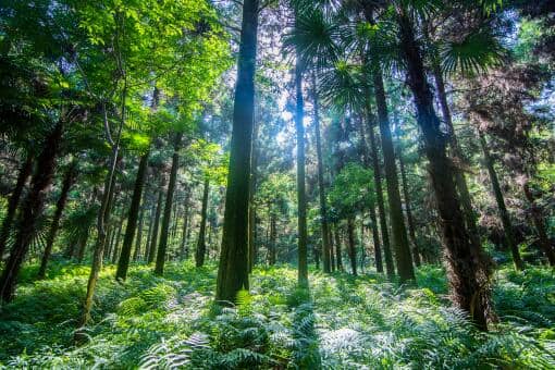 2022公益林补偿多少钱一亩