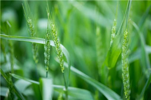 小麦不能做青储