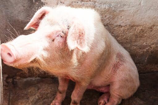 猪坚强什么时候病死