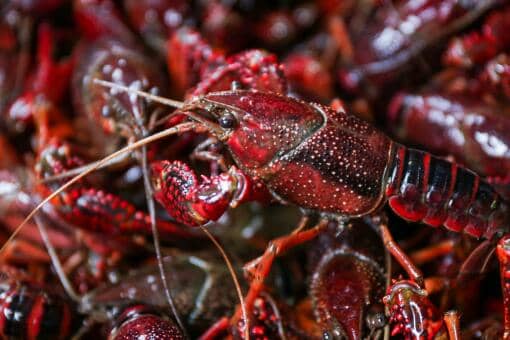 小龙虾虾线不去除可以吃吗