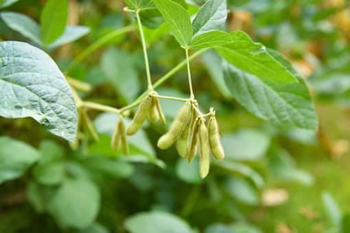 2022年宁陕县粮油菜奖补标准