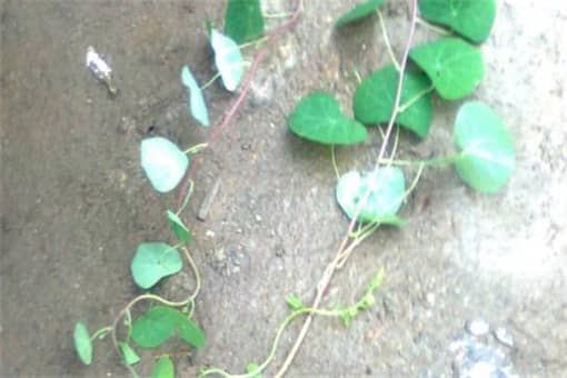 ǧ������