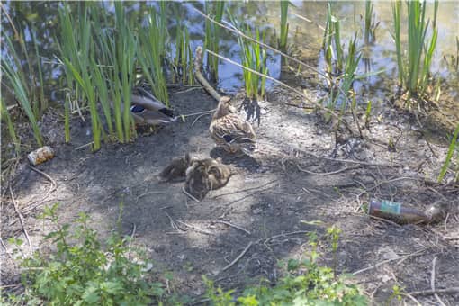 ǧ������