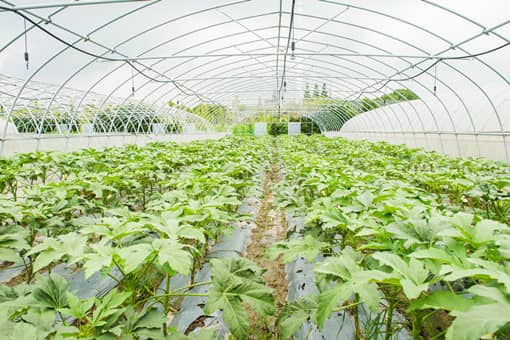 2022年蔬菜补贴申报