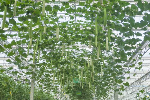 2022年建造大棚补贴