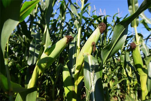 2022年玉米价格走势分析? 2022年玉米价格走势分析?