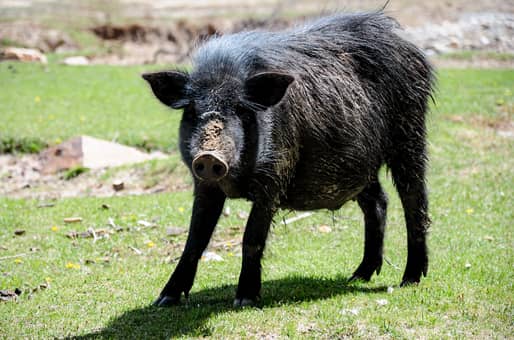 取消野猪二级保护动物