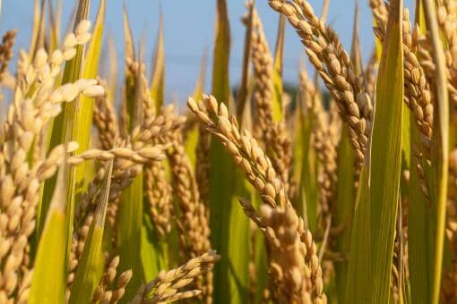 ������������չ���ȫ�����