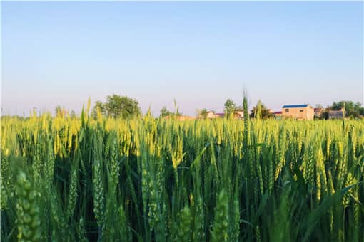 夏粮最低收购价