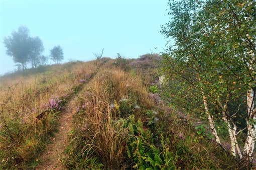 荒山种植什么树比较合适