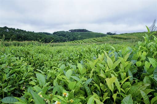 荒山种植什么赚钱