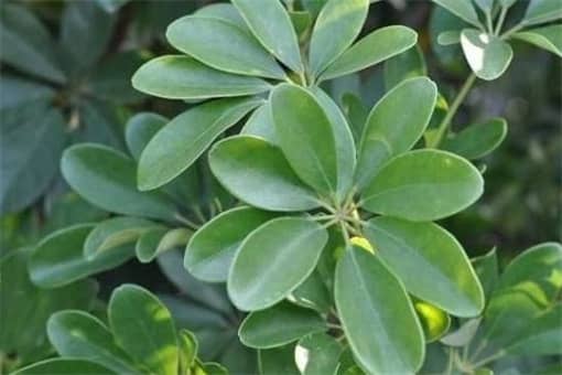 七叶莲放哪里最旺财?七叶莲风水摆放禁忌有哪些? 七叶莲放哪里最旺财?七叶莲风水摆放禁忌有哪些?